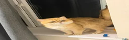 British Shorthair cats for stud: Purebred British Golden Cats - Advert 13