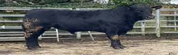 Cows & Bulls livestock for sale: Kestrel k - Advert 2
