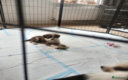 Mixed Breed dogs for sale: Beautiful Cocker X Collie Pups  - Image 10