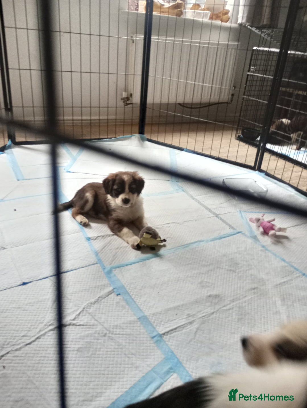 Mixed Breed dogs for sale: Beautiful Cocker X Collie Pups  - Image 10