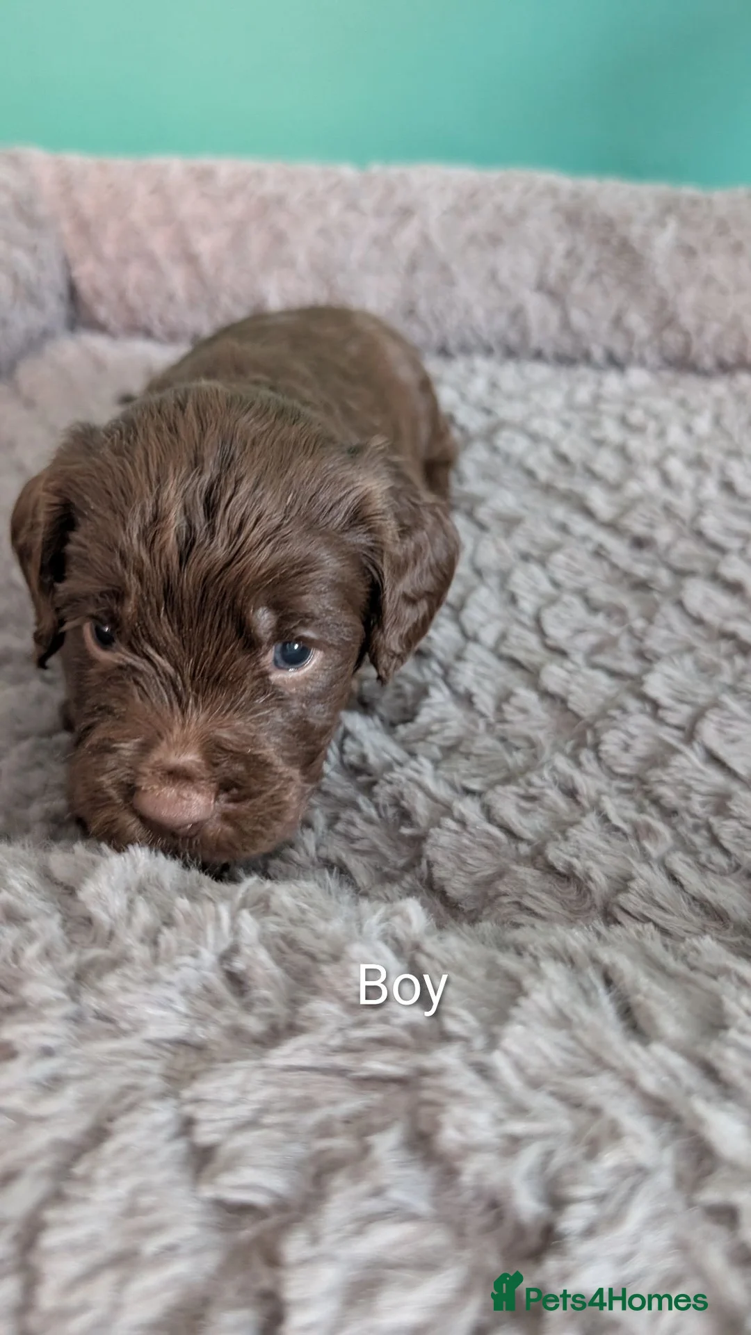 Cockapoo dogs for sale: Outstanding F1b Cockapoo Puppies 🌟 - Advert 17
