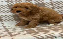 Cavapoo dogs for sale: Beautiful Fox 🦊 Red Cavapoos  - Image 11
