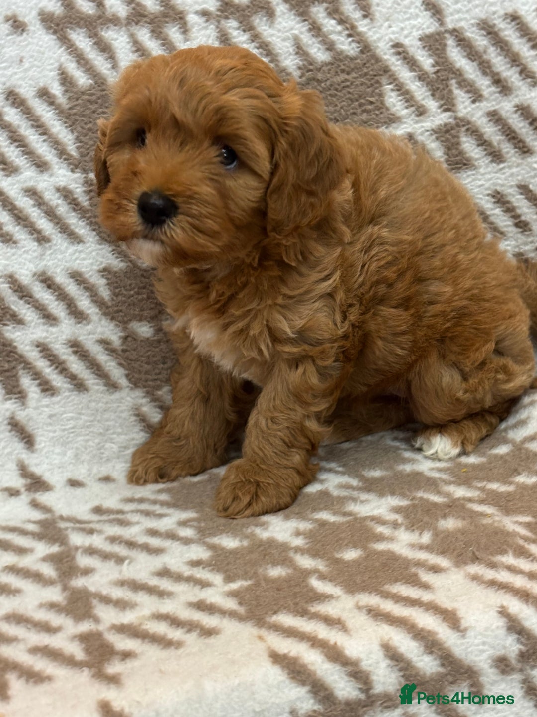 Cavapoo dogs for sale: Beautiful Fox 🦊 Red Cavapoos  - Image 11