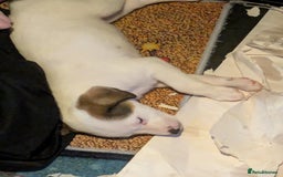 Mixed Breed dogs for sale: F1 jackcain  - Advert 7