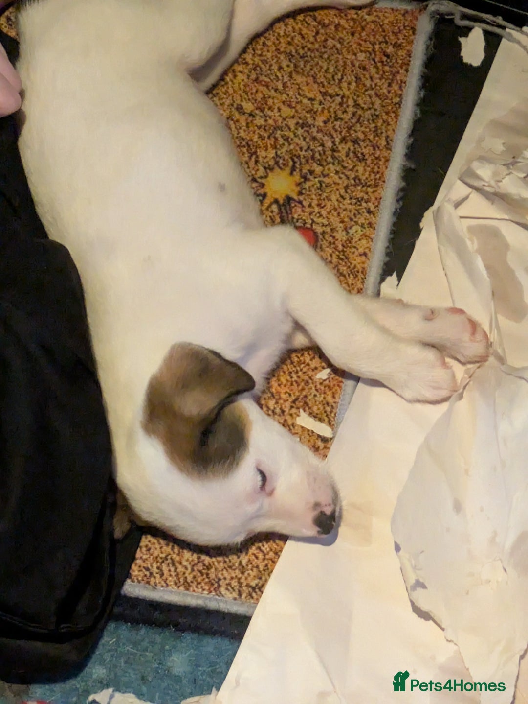 Mixed Breed dogs for sale: F1 jackcain  - Advert 7