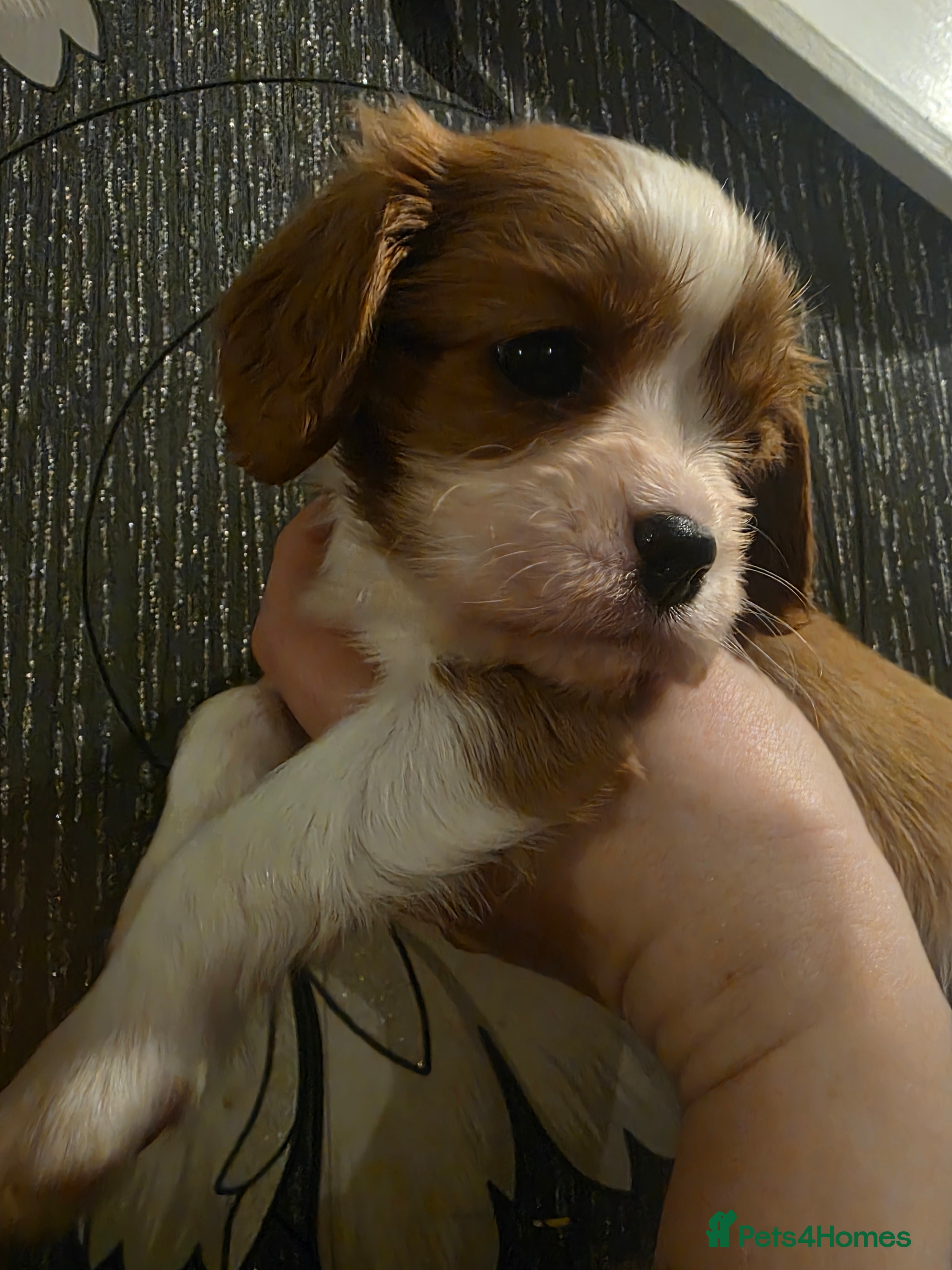 Cavalier King Charles Spaniel dogs Beautiful King Charles Cavalier Puppies - Advert 4