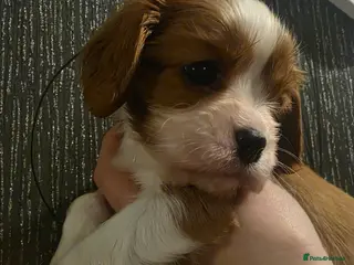 Cavalier King Charles Spaniel dogs Beautiful King Charles Cavalier Puppies - Advert 4