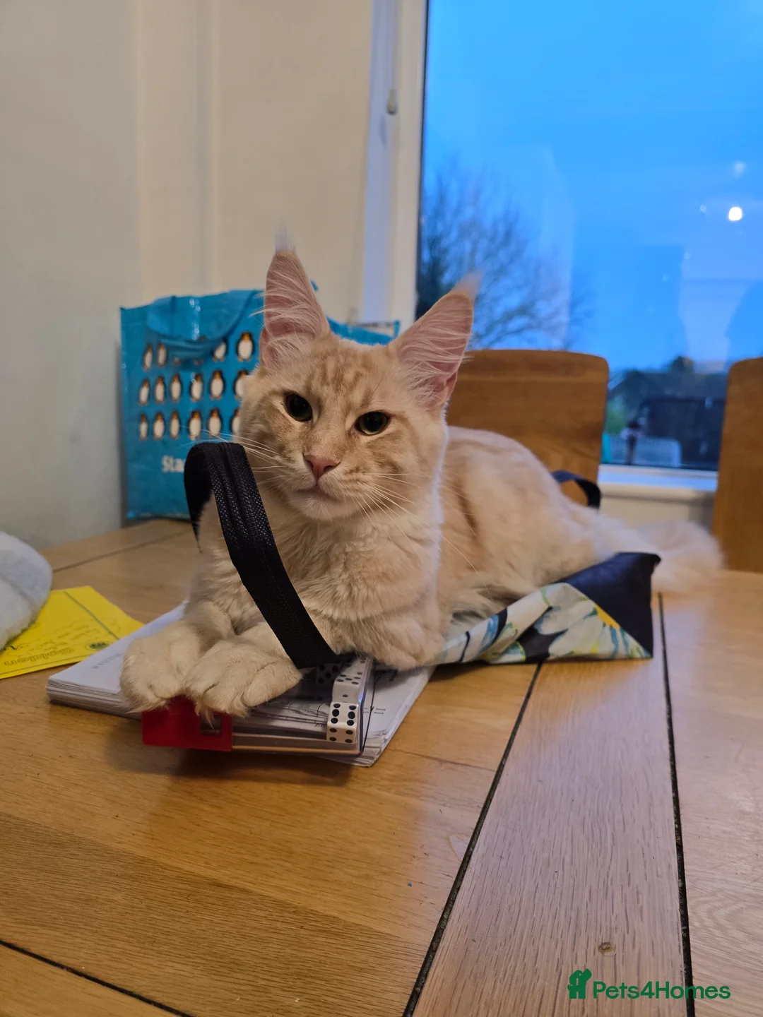 Maine Coon cats for stud: Mainecoon stud  - Advert 3