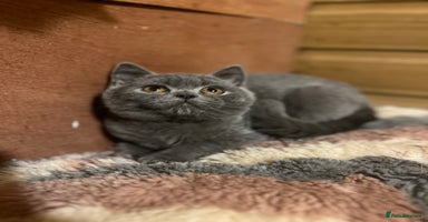 British Shorthair cats - Advert 1