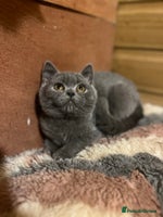 British Shorthair cats - Advert 11