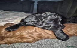 Cockapoo dogs for sale: Cockapoo girl puppy - Image 2
