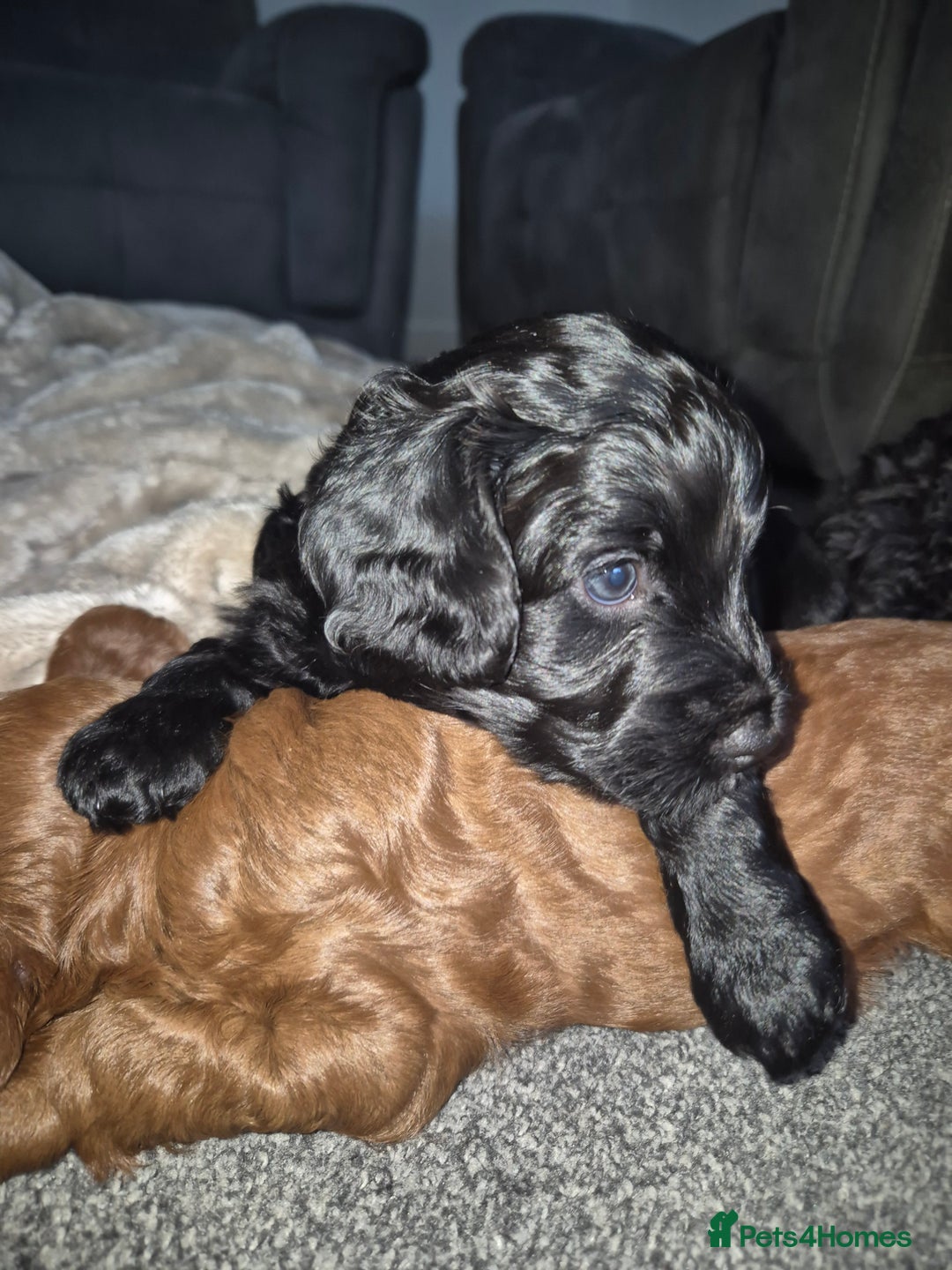 Cockapoo dogs for sale: Cockapoo girl puppy - Image 2
