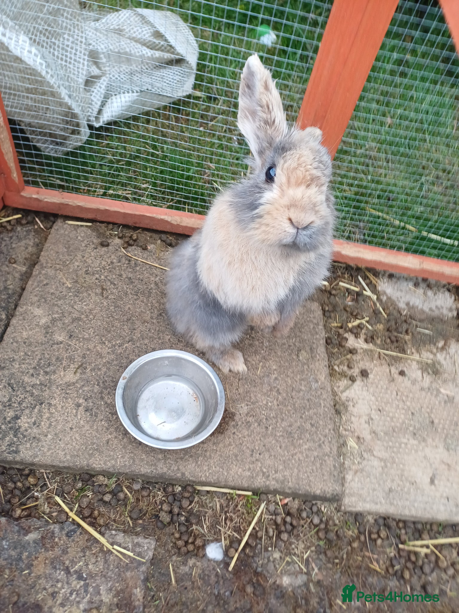 Mini Lion Lop rabbits Mixed sex 10 week old rabbits - Advert 2