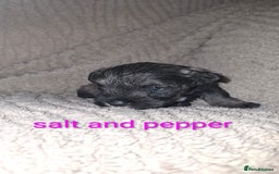 Miniature Schnauzer dogs for sale: 5 female miniature schnauzers - Image 11
