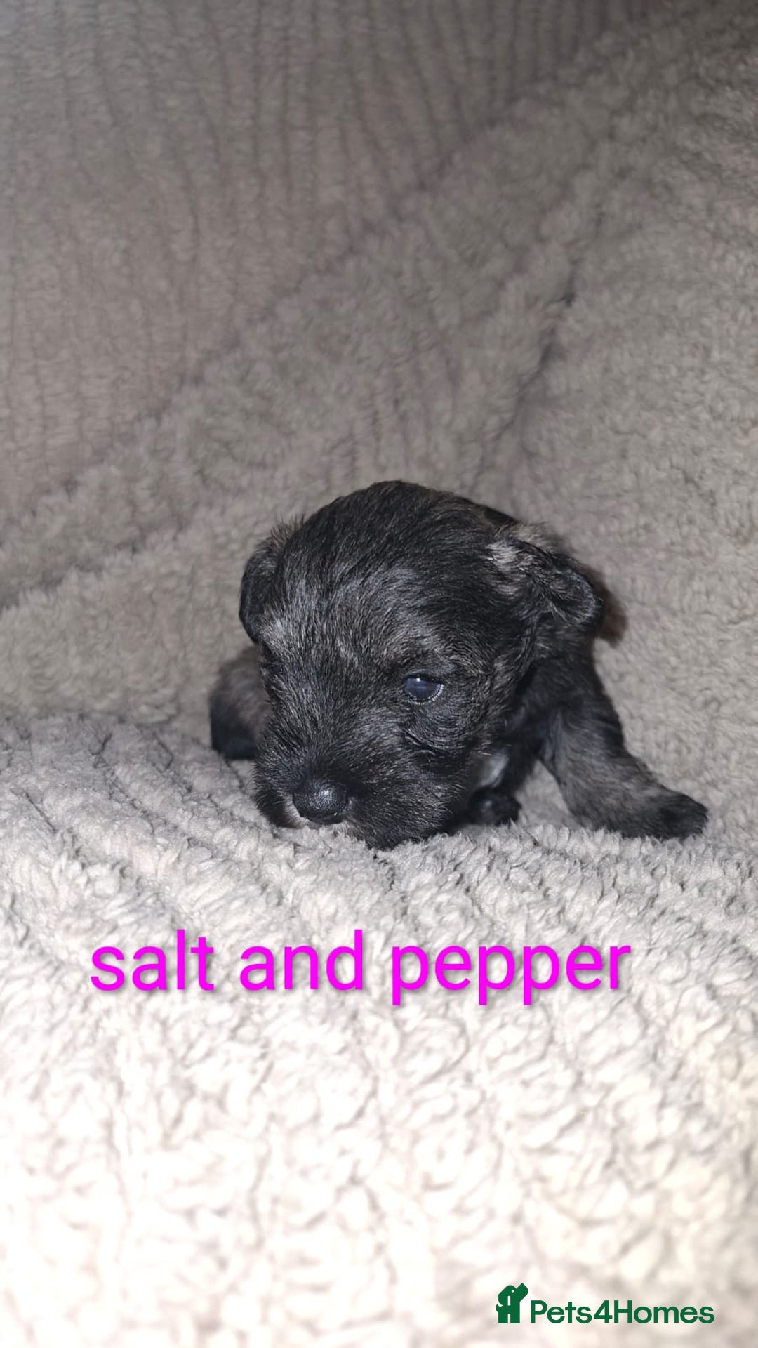 Miniature Schnauzer dogs for sale: 5 female miniature schnauzers - Image 11