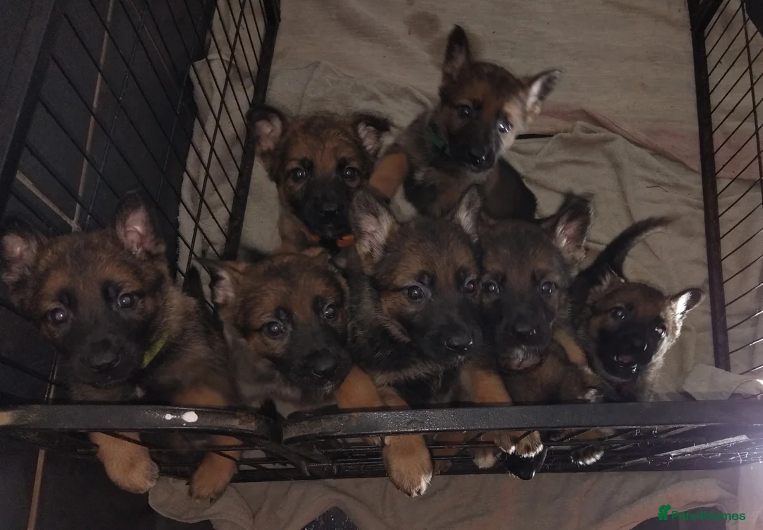 German Shepherd dogs for sale: German shepherd Czech line pups kc registered  - Advert 14