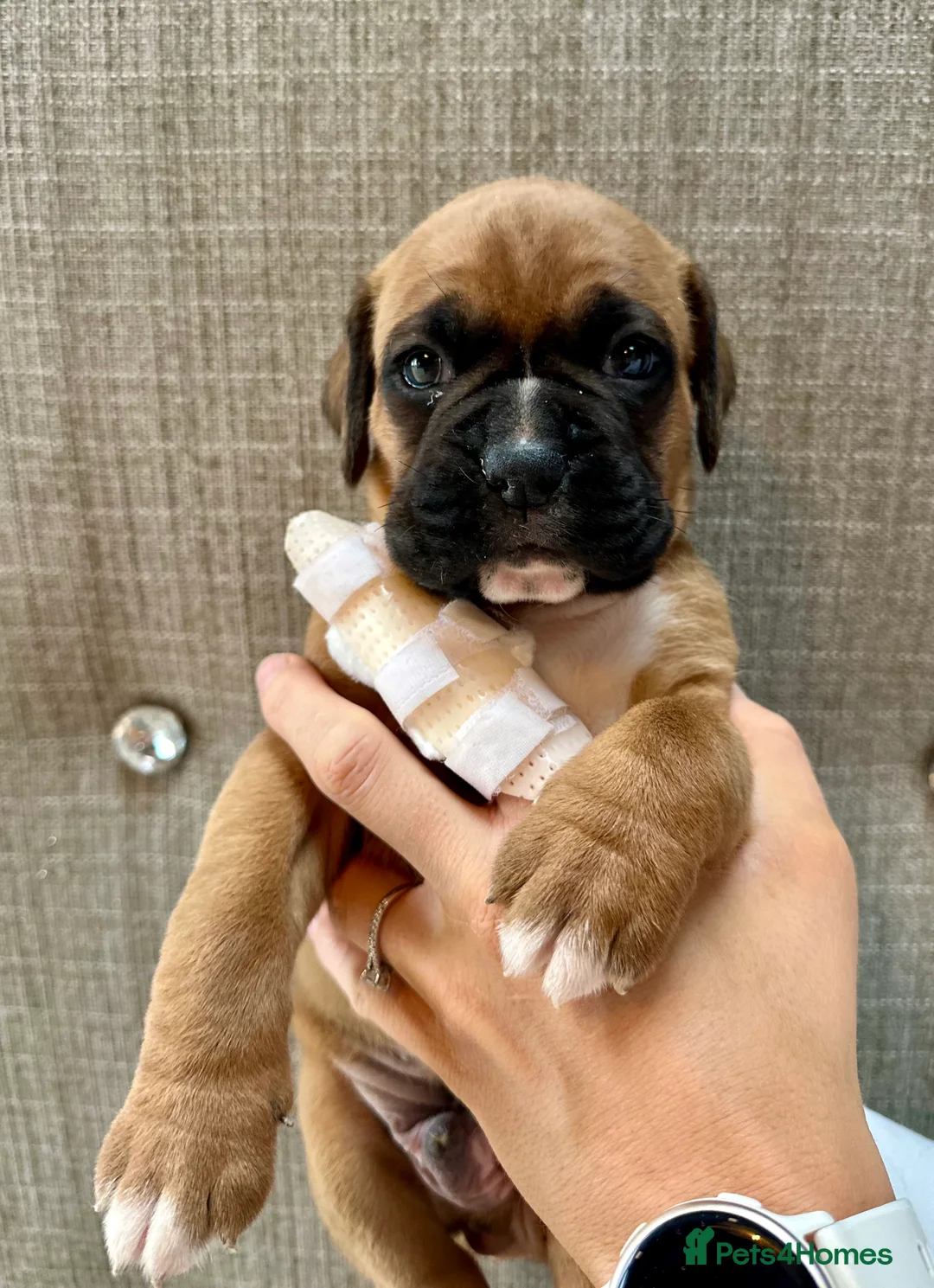 Boxer dogs for sale: Stunning Litter of 5 Boxer Puppies 🐶 - Advert 3