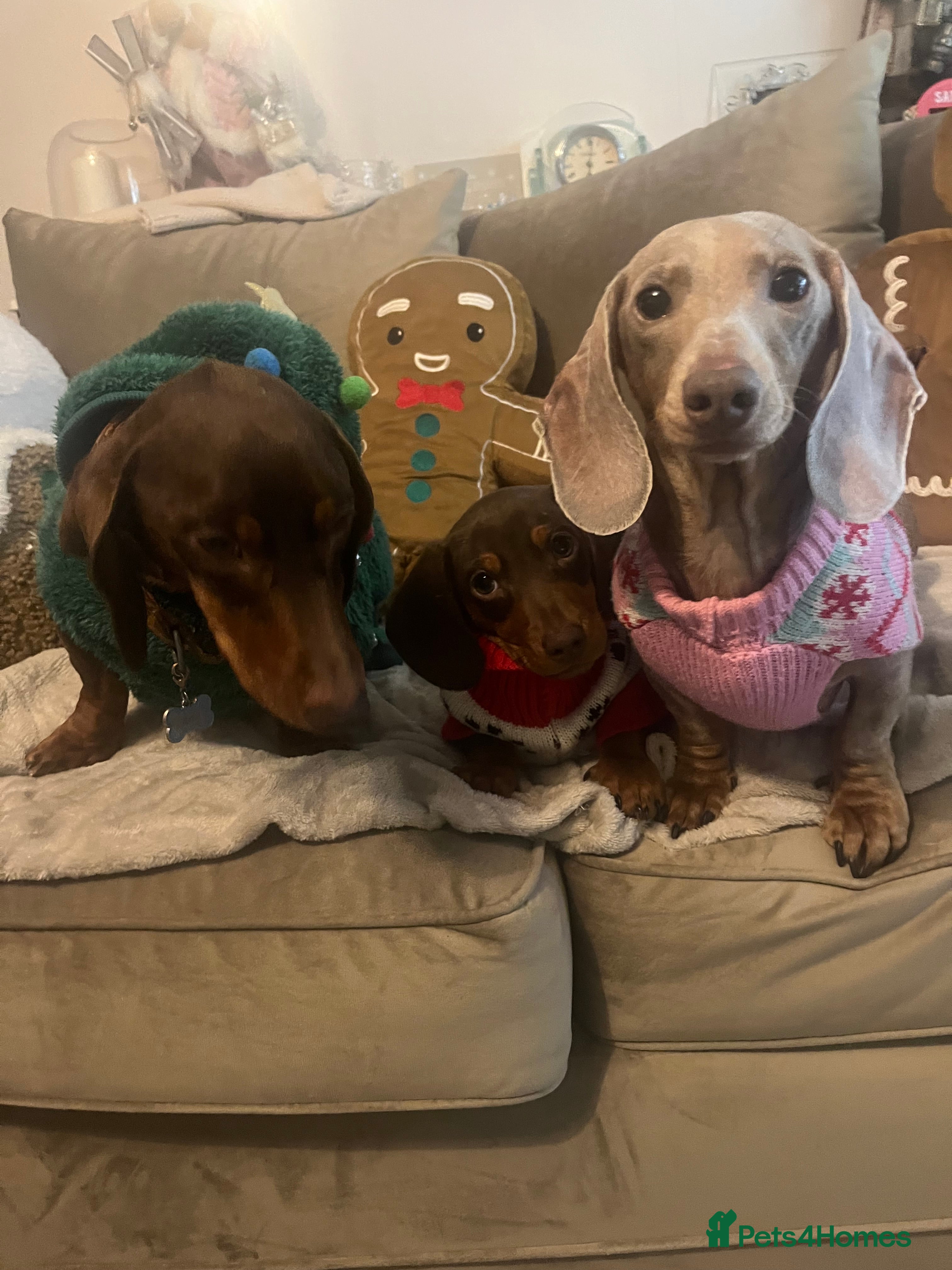 Miniature Dachshund dogs Dachshund Boy  - Advert 5