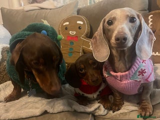 Miniature Dachshund dogs Dachshund Boy - Advert 13