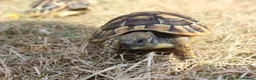 Tortoise reptiles for sale: BABY HERMANNS & SET UPS! - Advert 4