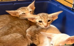 Oriental cats for sale: GCCF Oriental - Image 1
