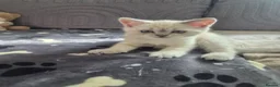 Scottish Fold cats for sale: Scottish Fold &Scottish Straight - Advert 6