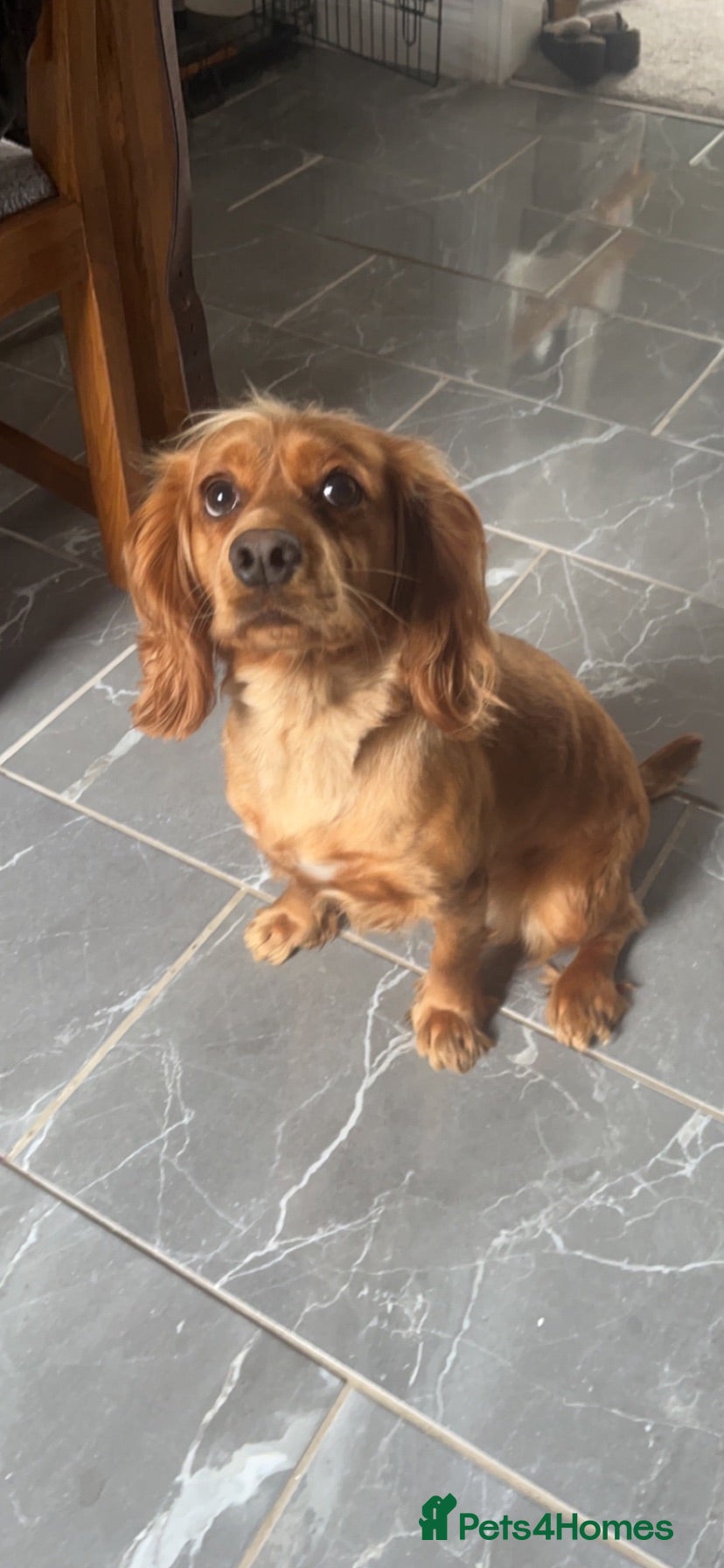 Cocker Spaniel dogs Beautiful cocker spaniel pips  - Advert 16