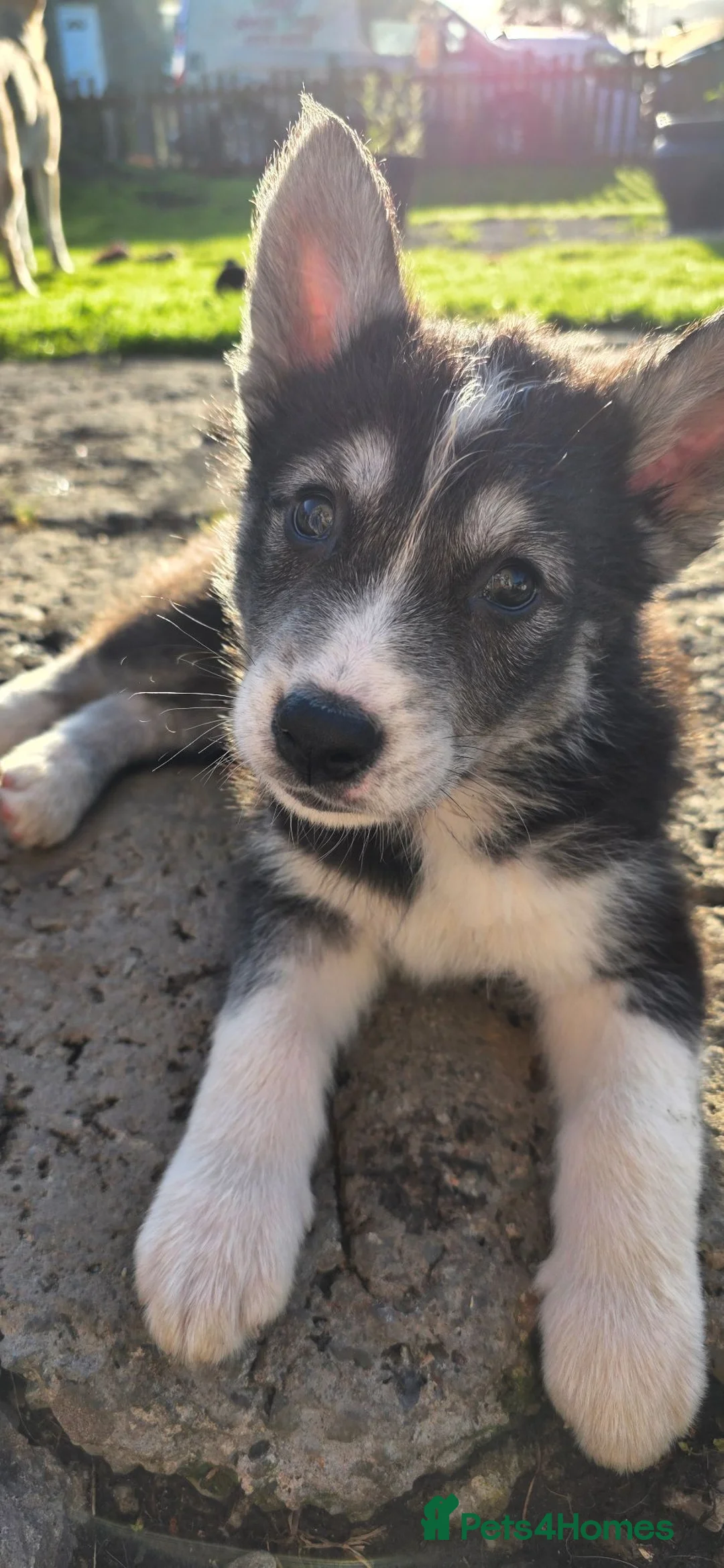 Shepsky dogs for sale: Shepsky puppies  in Bathgate - Advert 5
