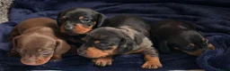 Miniature Dachshund dogs for sale: ⭐️1 KC Miniature Dachshund available (Male) - Advert 8