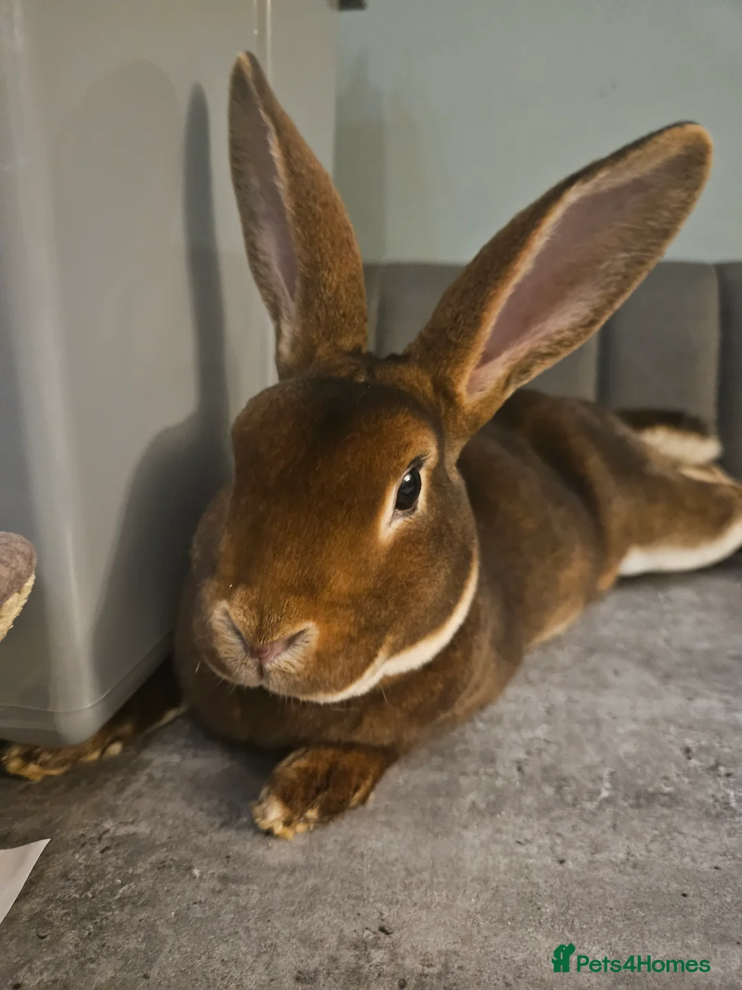 Rex rabbits for sale: Purebred Chocolate Otter Mini Rex buck 12 weeks  - Advert 1