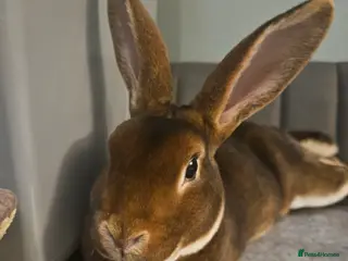 Rex rabbits Purebred Chocolate Otter Mini Rex buck 12 weeks - Advert 1