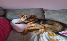 Mixed Breed dogs for adoption: Justice - Norwich Norfolk  in Norwich - Image 7