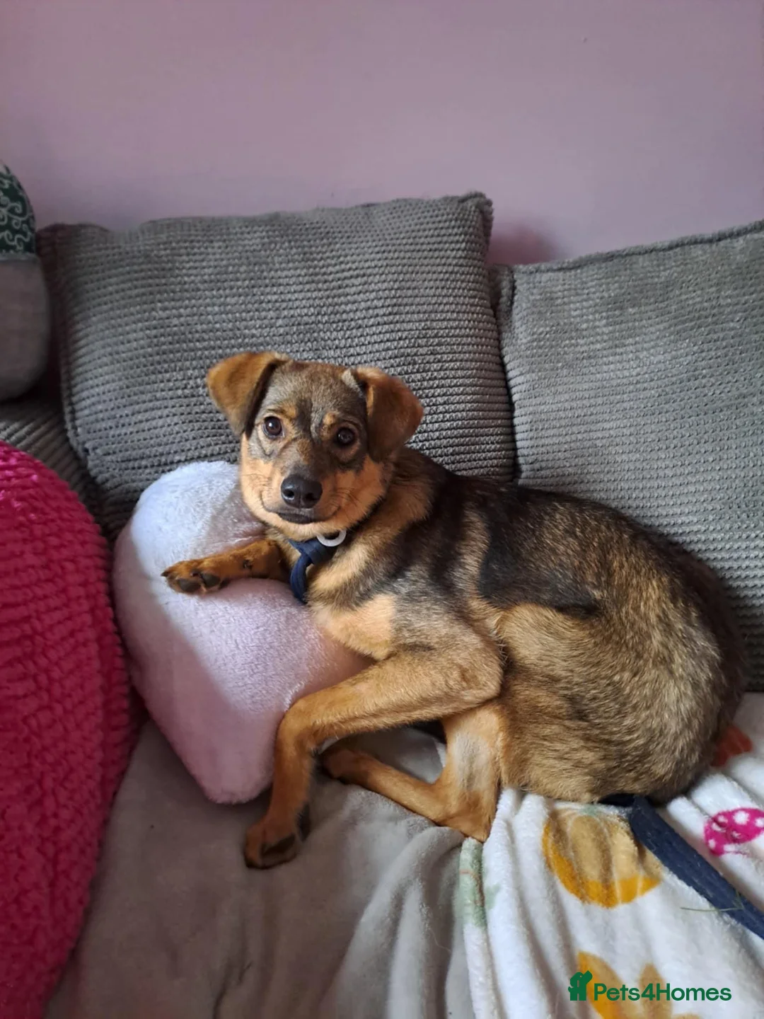 Mixed Breed dogs for adoption: Justice - Norwich Norfolk  in Norwich - Advert 7