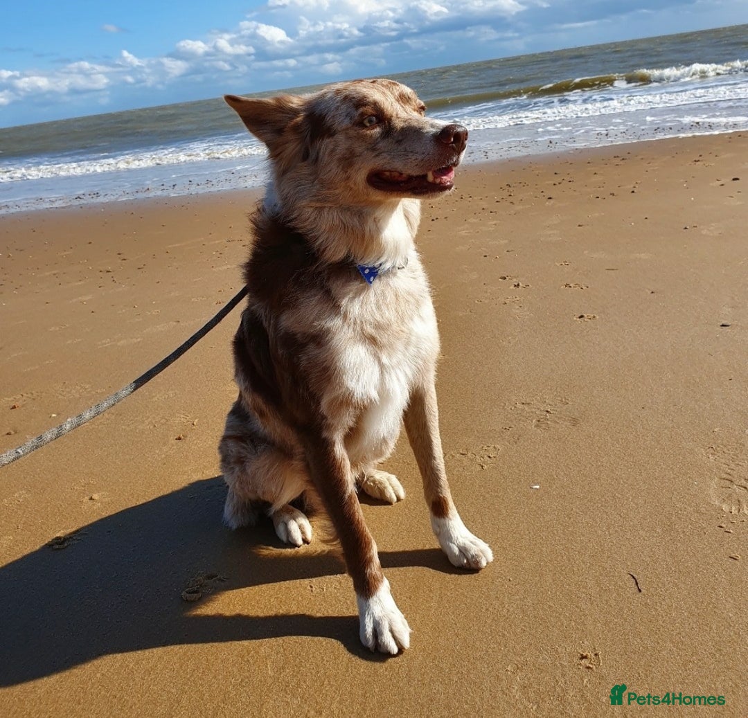 Border Collie dogs for stud: Stud dog - Red Merle Border Collie - Image 3