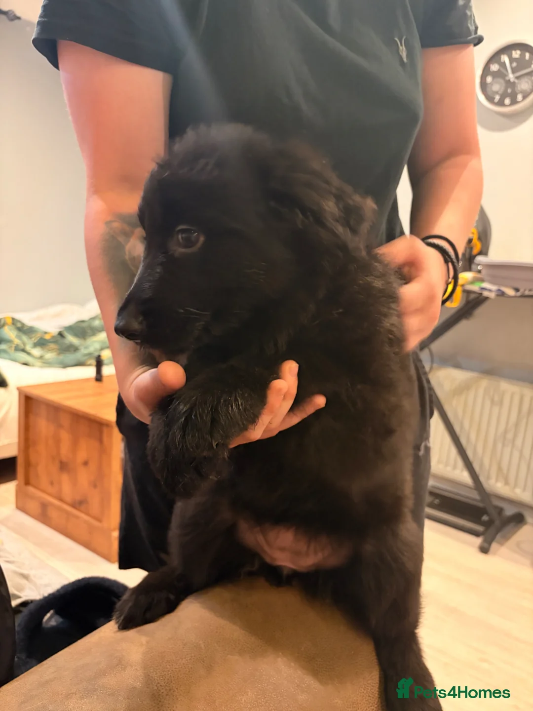 German Shepherd dogs for sale: 9 beautiful german shepards looking for a home - Advert 26