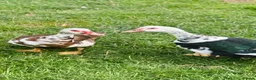 Mixed Breed poultry for sale: Chicken/Ducks/guinea fowls/ geese  - Advert 3