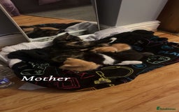 British Shorthair cats for sale: 3 kittens for sale - Image 9