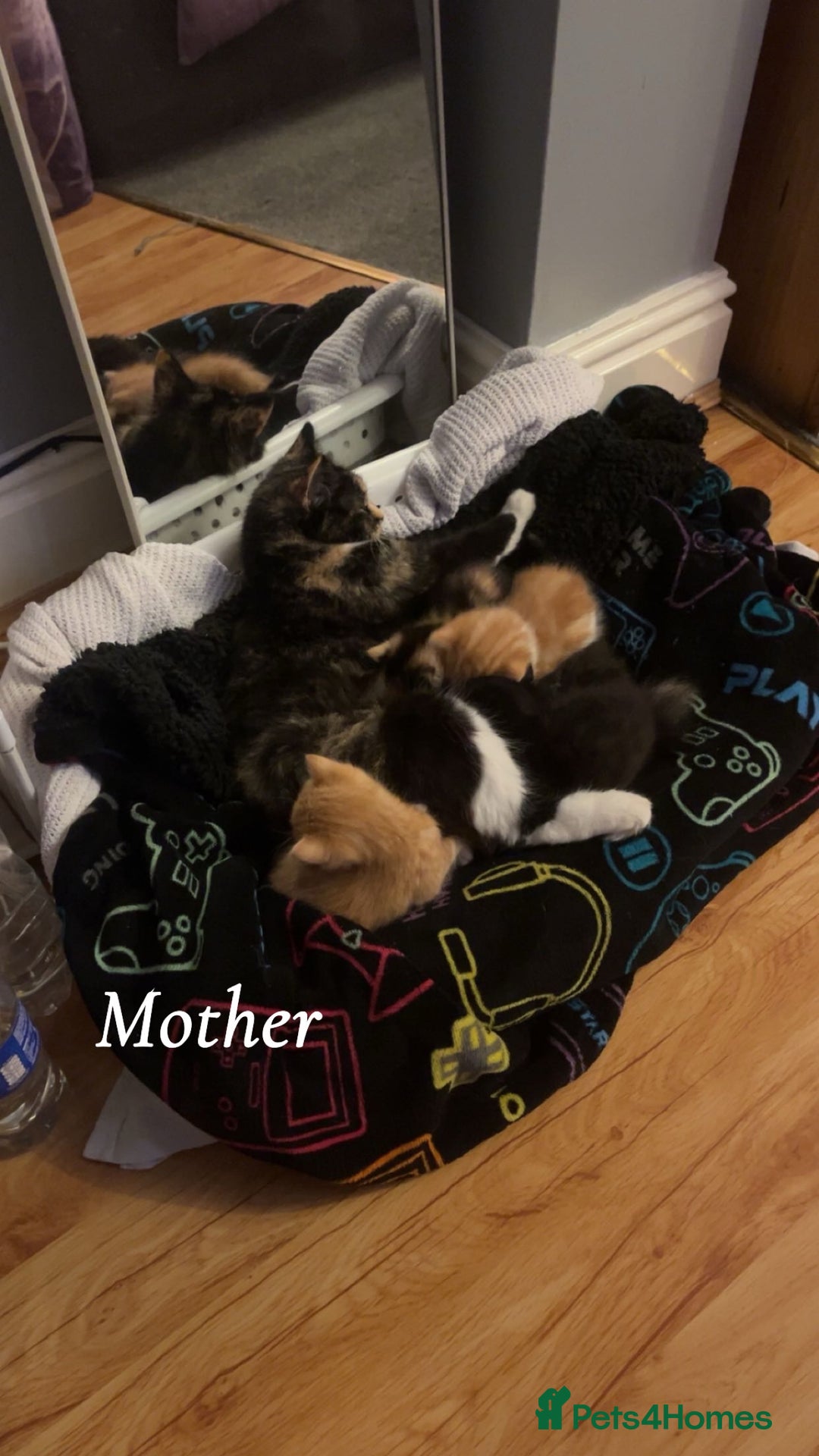 British Shorthair cats for sale: 3 kittens for sale - Image 9