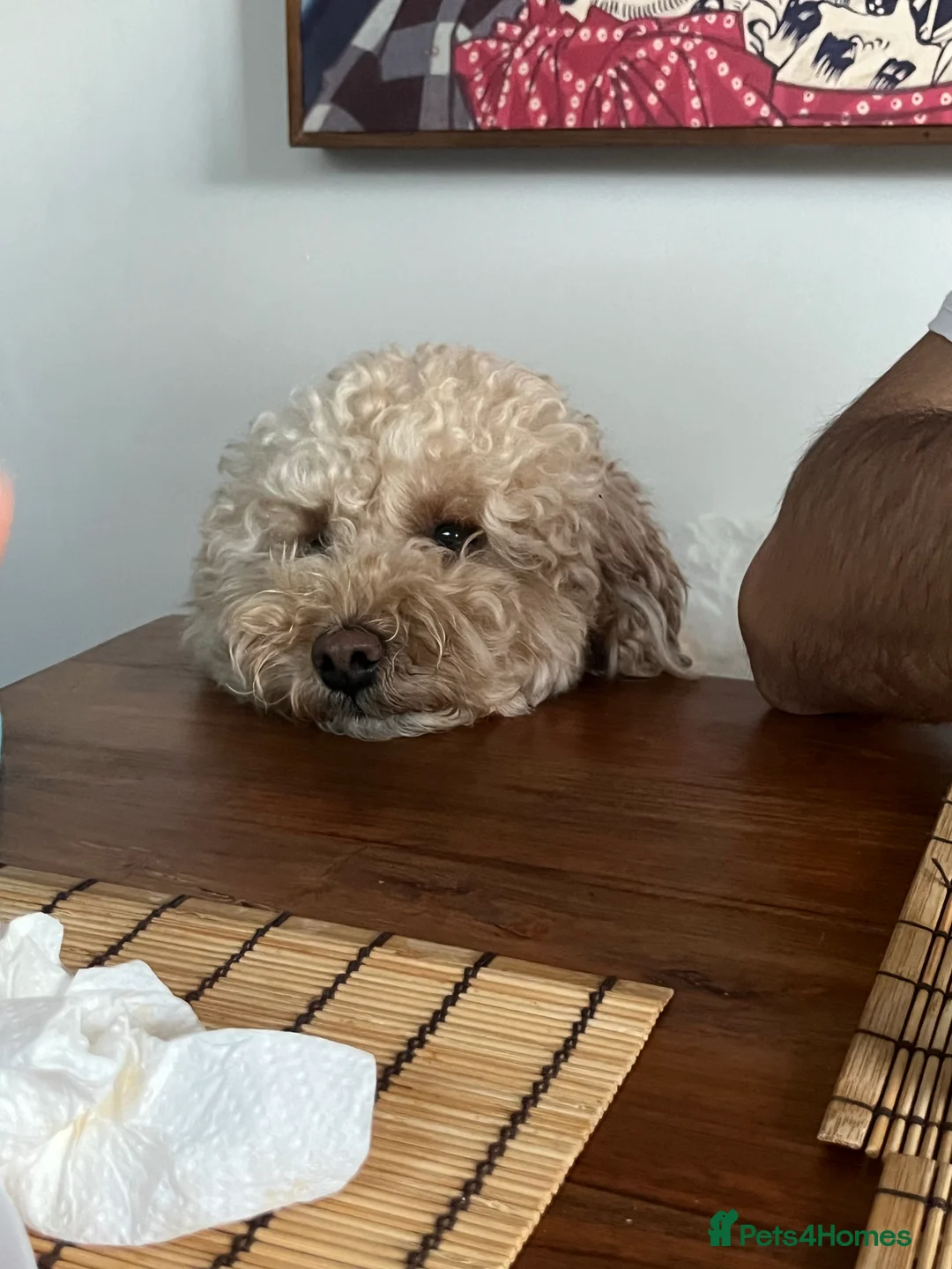 Miniature Poodle dogs for stud: Noodle is ready to host ladies in London - Advert 7