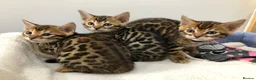 Bengal cats for sale: Beautiful Bengal kittens  - Advert 5