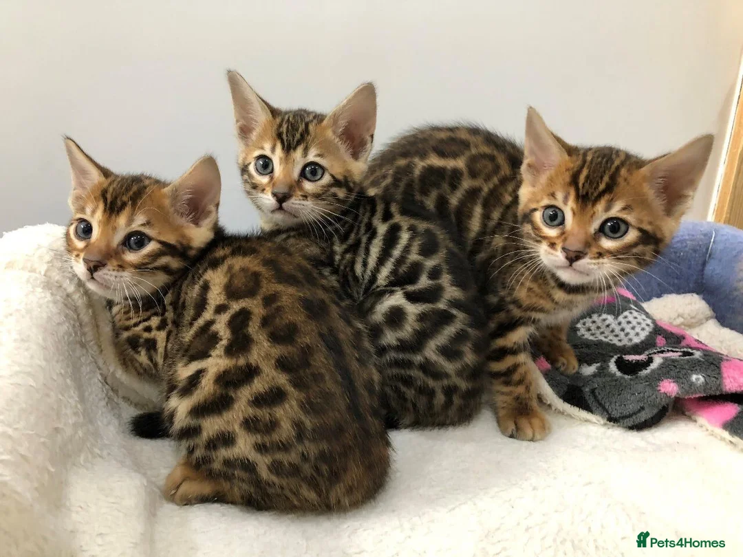 Bengal cats for sale: Beautiful Bengal kittens  - Advert 5