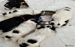 Cockapoo dogs for sale: F1 cockapoos beautiful litter 5 left* - Image 36