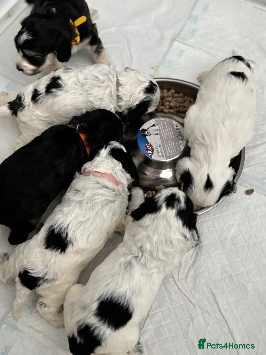 Cockapoo dogs for sale: F1 cockapoos beautiful litter 5 left* - Image 36