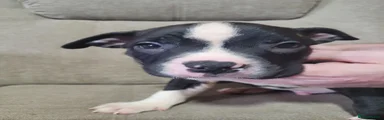 Puppy 1
