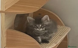 Maine Coon cats for sale: GCCF registered Maine Coon kittens  - Image 16