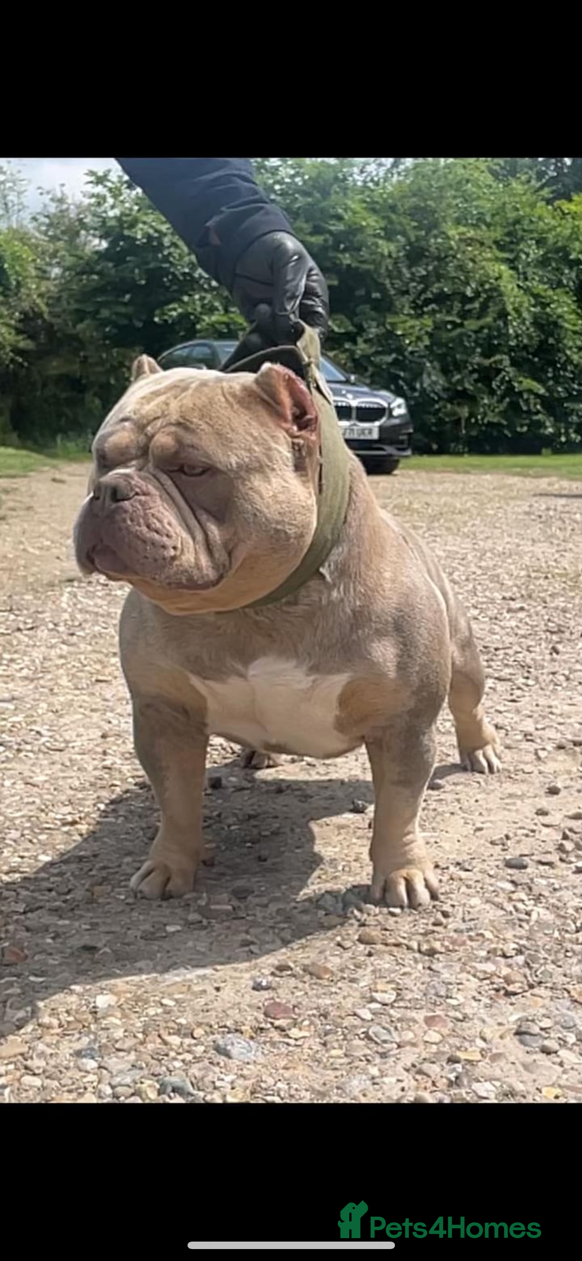 American Bully dogs G-13 Mclovin Son Lilac Merle Pocket Bully  - Advert 1