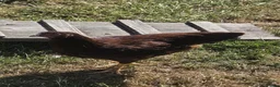 Chickens poultry for sale: POL Olive eggers, Lavender marans other large fowl - Advert 3