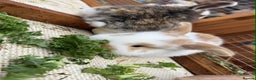 Mixed Breed rabbits for sale: *All Rabbits Pending Sale* - Advert 7