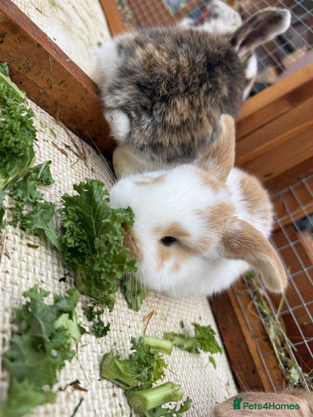 Mixed Breed rabbits for sale: *All Rabbits Pending Sale* - Advert 7