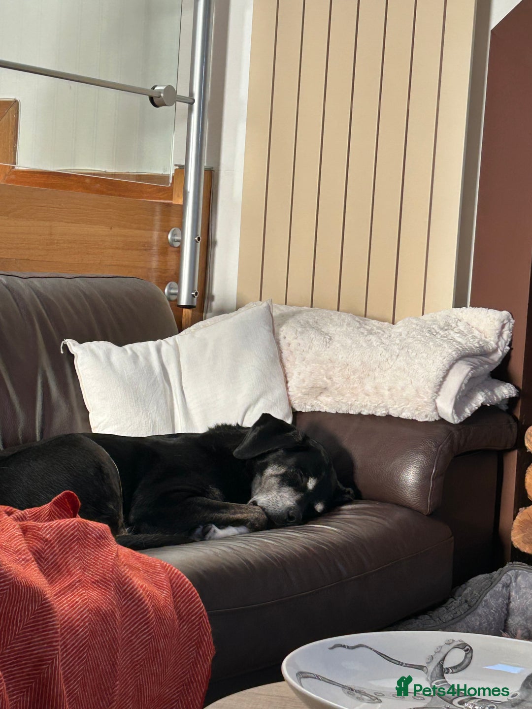Mixed Breed dogs for sale: Tieka 9yr Old Lab Mix Looking for Forever Home - Image 3
